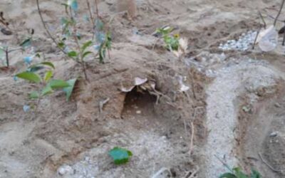 ELS MIGDIES AL XARAU: SEGON TRIMESTRE