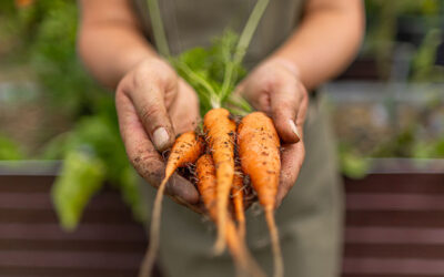 Sabies que la pastanaga és bona per a la vista i la pell? 🥕